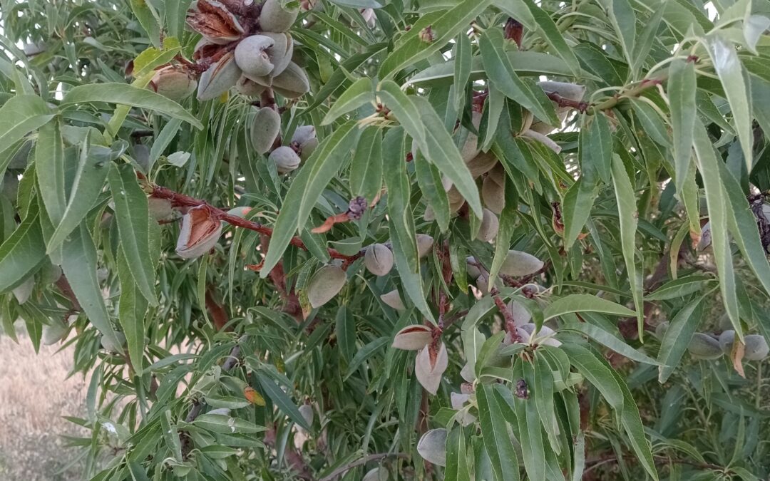 Primera cosecha de almendras ecológicas de La Sola